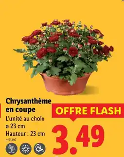 Lidl Chrysanthème en coupe offre