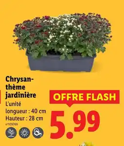 Lidl Chrysanthème jardinière offre