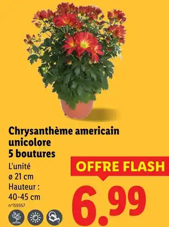 Lidl Chrysanthème americain unicolore offre