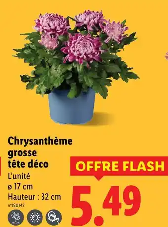 Lidl Chrysanthème grosse tête déco offre