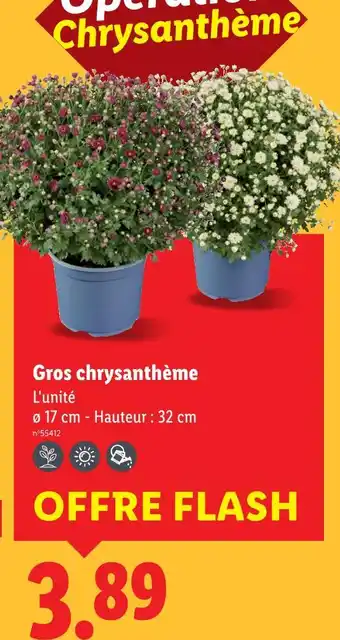 Lidl Gros chrysanthème offre