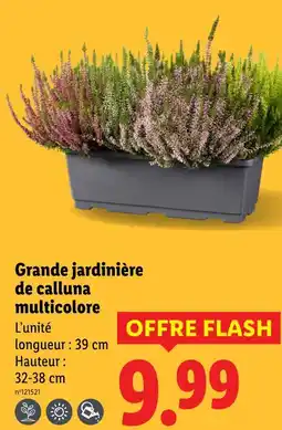 Lidl Grande jardinière de calluna multicolore offre