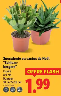 Lidl Succulente ou cactus de Noël Schlumbergera offre