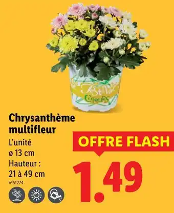 Lidl Chrysanthème multifleur offre