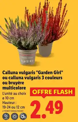 Lidl Calluna vulgaris 'garden girl' offre