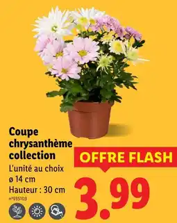 Lidl Coupe chrysanthème collection offre