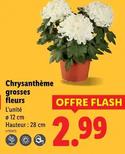 Lidl Chrysanthème grosses fleurs offre