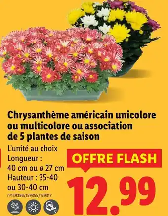 Lidl Chrysanthème américain unicolore ou multicolore ou association de 5 plantes de saison offre