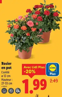 Lidl Rosier en pot offre