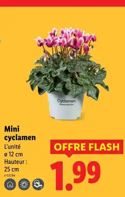 Lidl Mini cyclamen offre