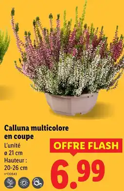 Lidl Calluna multicolore en coupe offre