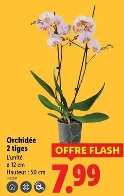 Lidl Orchidée 2 tiges offre