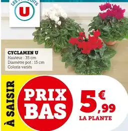 U Express U Cyclamen offre