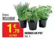 Intermarché Cat - herbes en pot offre