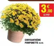 Intermarché Chrysanthème pomponette offre