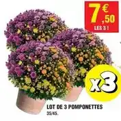 Intermarché Lot de 3 pomponettes offre