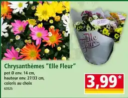 Norma Elle Fleur Chrysanthèmes offre