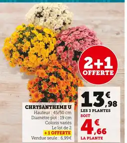 U Express U Chrysanthème offre