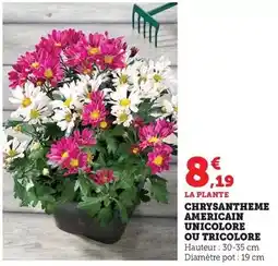 Super U Chrysantheme americain unicolore offre