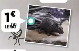 Centrakor Le rat offre