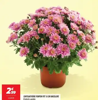 Netto Chrysanthème pompon pot 15 cm unicolore offre