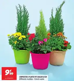 Netto Composition 3 plantes pot couleur 20 cm offre