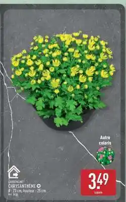 ALDI Chrysanthème offre