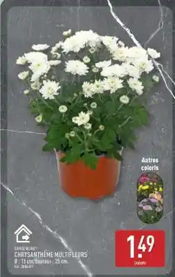 ALDI Chrysanthème multifleurs offre