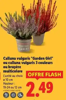 Lidl Calluna vulgaris garden girl ou calluna vulgaris 3 couleurs ou bruyère multicolore offre