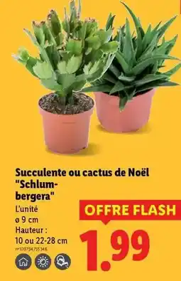 Lidl Succulente ou cactus de noël schlum-bergera offre