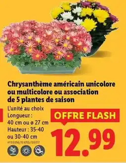Lidl Chrysanthème américain unicolore ou multicolore ou assocation de 5 plantes de saison offre
