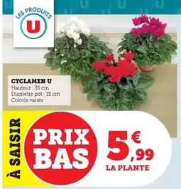 Maximarché U - cyclamen offre