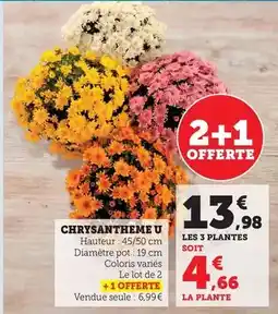 Maximarché U - chrysantheme offre