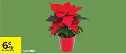 Carrefour Poinsettia offre