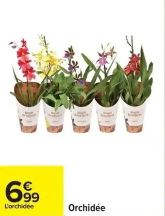 Orchidée