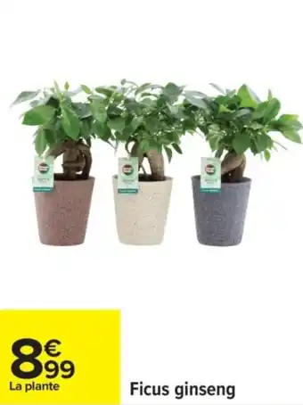 Carrefour Ficus ginseng offre
