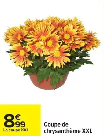 Carrefour Coupe de chrysanthème XXL offre