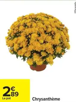Carrefour Chrysanthème offre