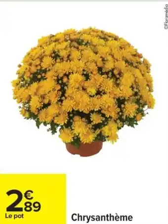 Chrysanthème