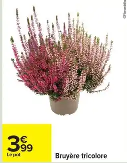 Carrefour Bruyère tricolore offre