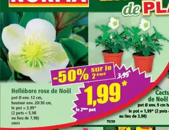 Norma Hellébore rose de Noël offre