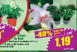 Norma Cactus de Noël offre