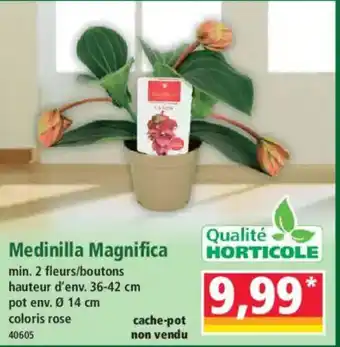 Norma Medinilla Magnifica offre