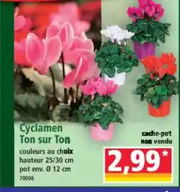 Norma Cyclamen Ton sur Ton offre