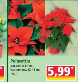 Norma Poinsettia offre