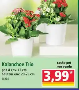 Norma Kalanchoe Trio offre