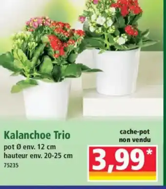 Norma Kalanchoe Trio offre