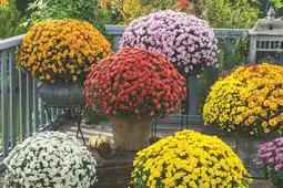 Carrefour SUR TOUS LES CHRYSANTHÈMES 19 CM OU 3 L offre