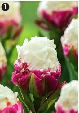 Maximo 5 Tulipes Ice cream cal 11/12 offre