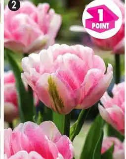 Maximo 7 Tulipes doubles Foxtrot offre